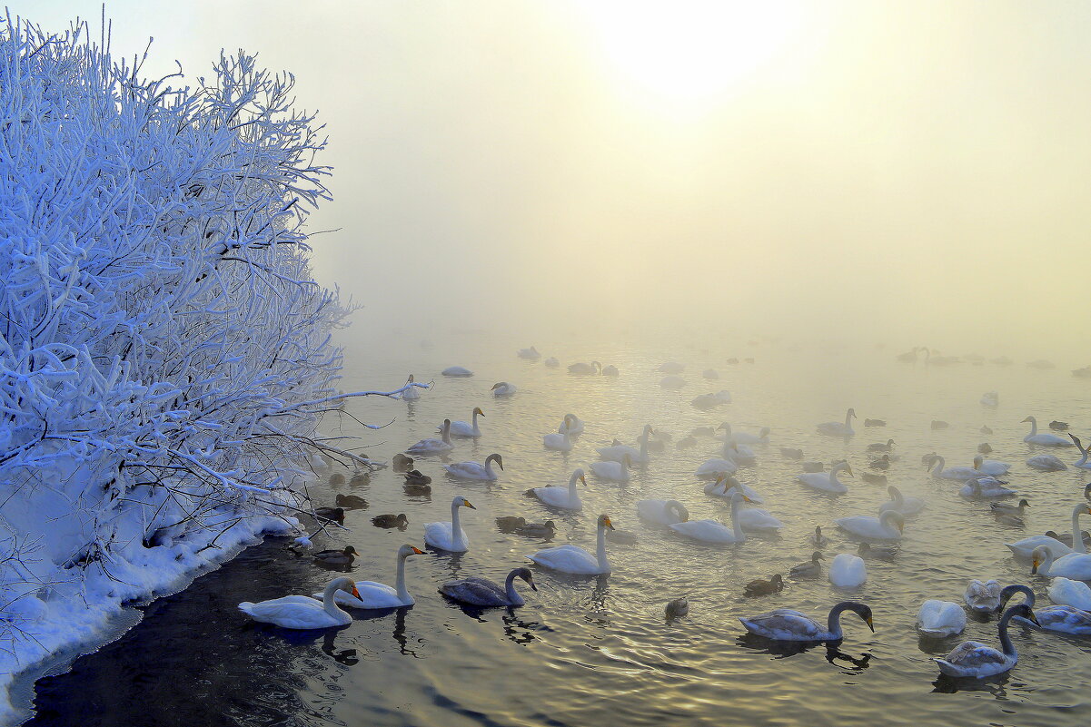 Морозный день на озере Светлом - Татьяна Лютаева