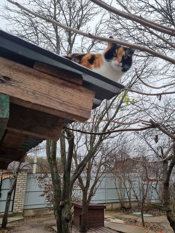 Декабрьская картина - Наталья 