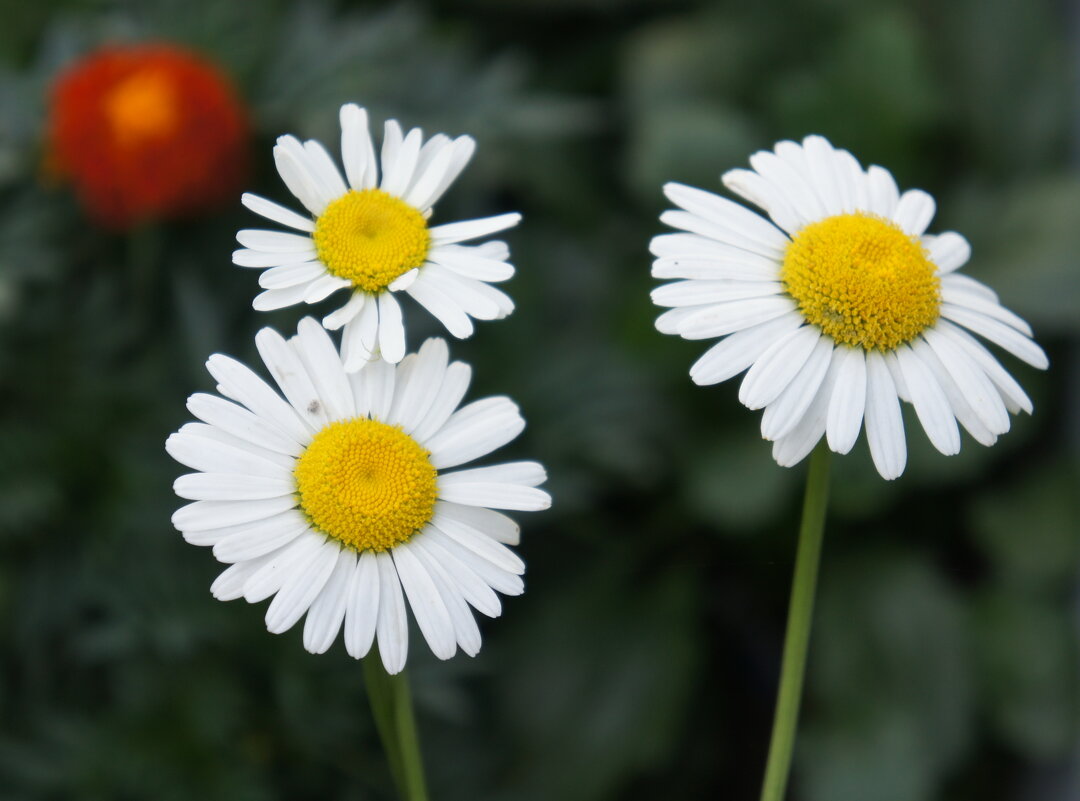 Ромашковое трио. - сергей ермошкин