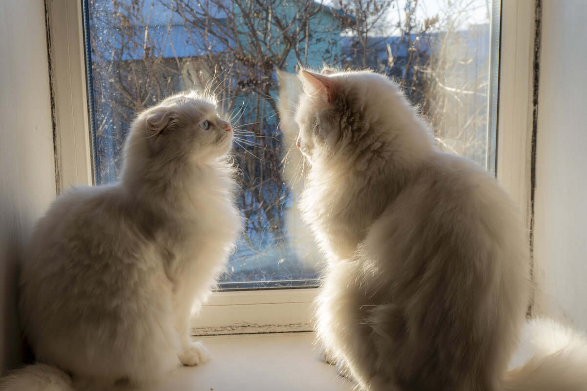 Общение у окна. - Сергей Ц