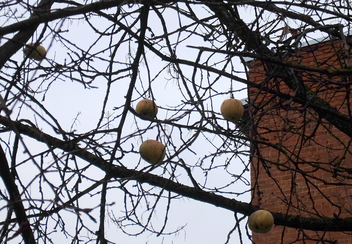 В голом саду дразнят меня поздние яблоки декабря. - Люба 