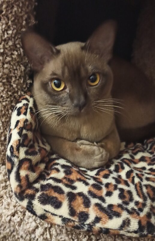 Люблю позировать - Леонид Гакенберг