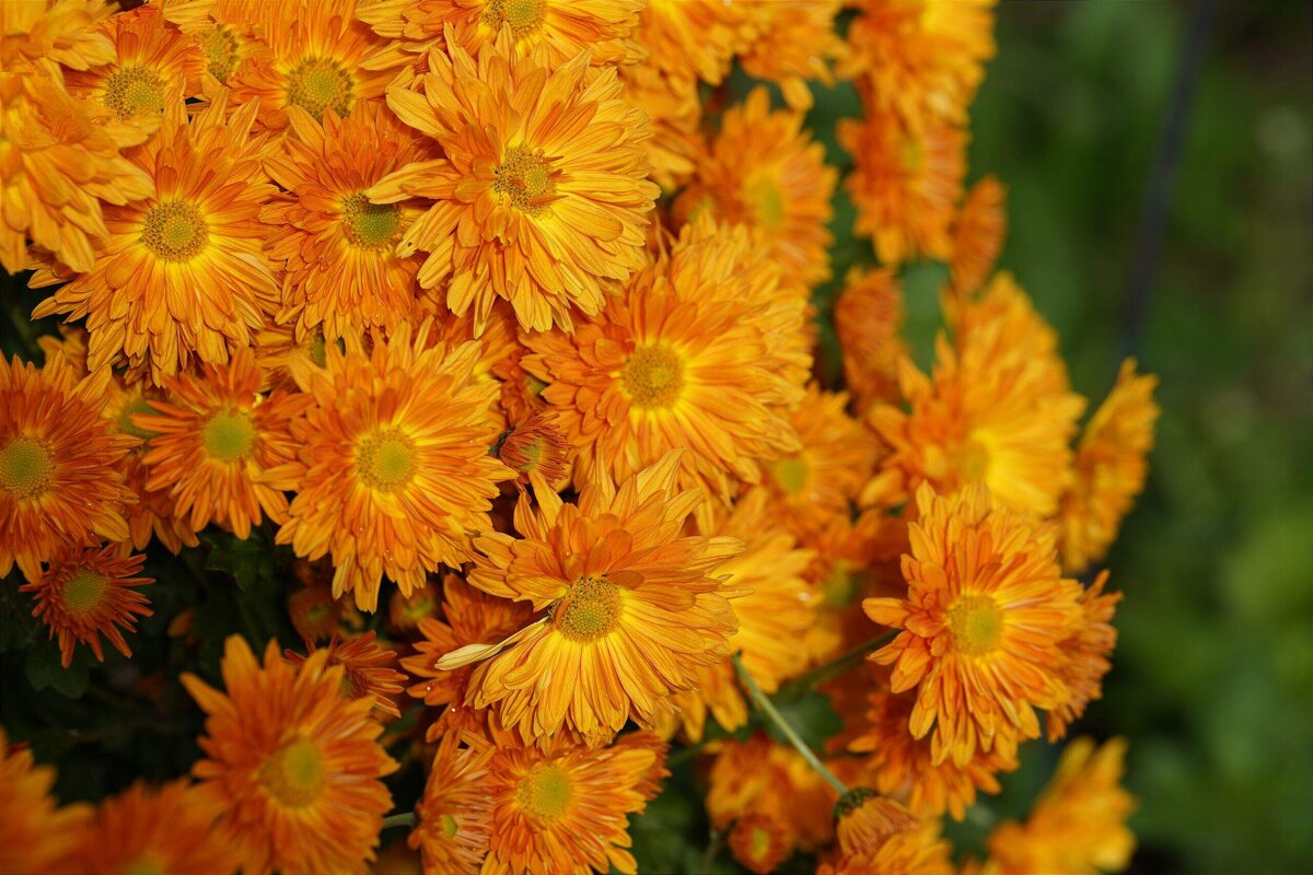 Прошедшей осени приметы - Татьяна Тюменка