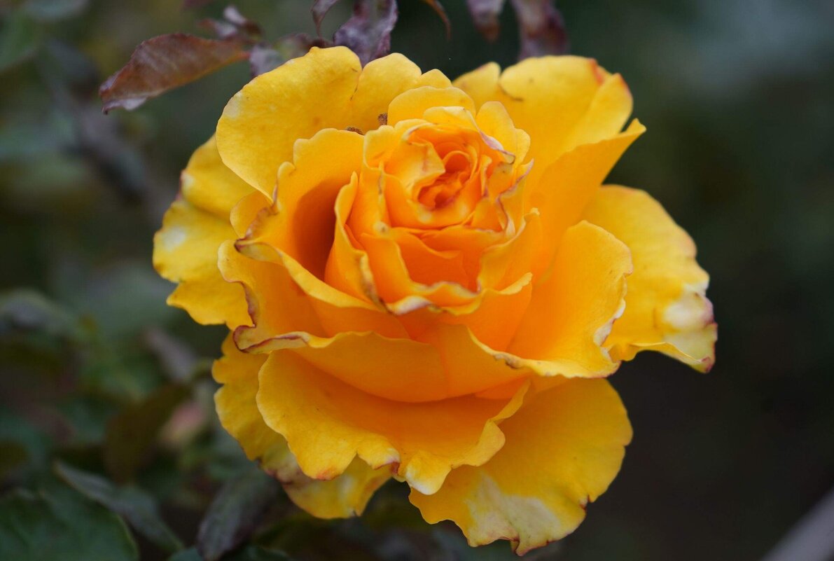 Прошедшей осени приметы - Татьяна Тюменка