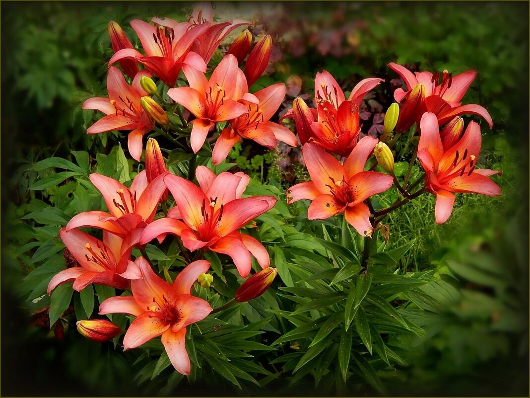 Лилии - Валентина Надсон