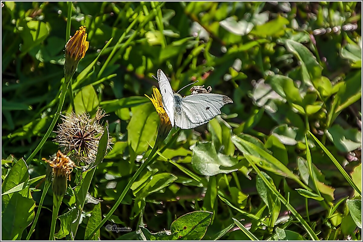 Капустная белянка - Aquarius - Сергей Капустная белянка - Aquarius - Сергей