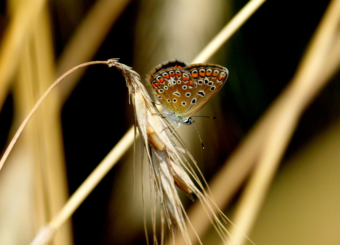 опять про бабочек...146 - Александр Прокудин опять про бабочек...146 - Александр Прокудин