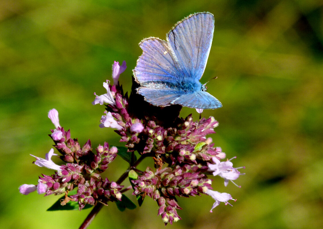 опять про бабочек...148 - Александр Прокудин опять про бабочек...148 - Александр Прокудин