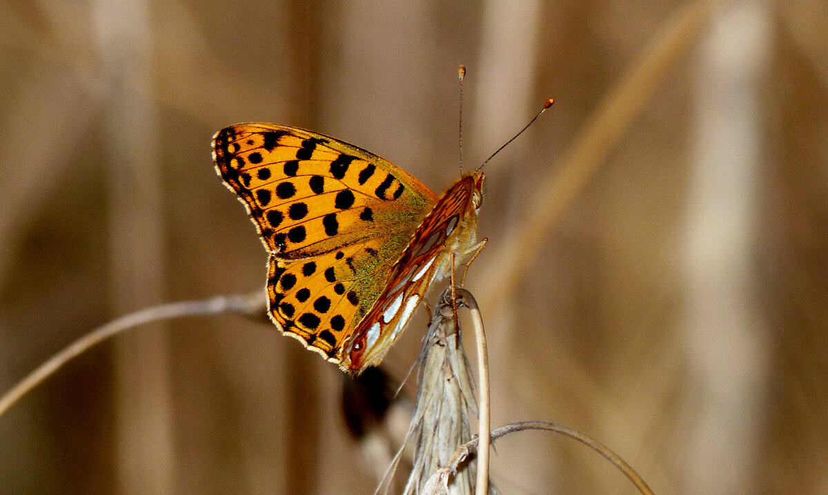 опять про бабочек...150 - Александр Прокудин опять про бабочек...150 - Александр Прокудин