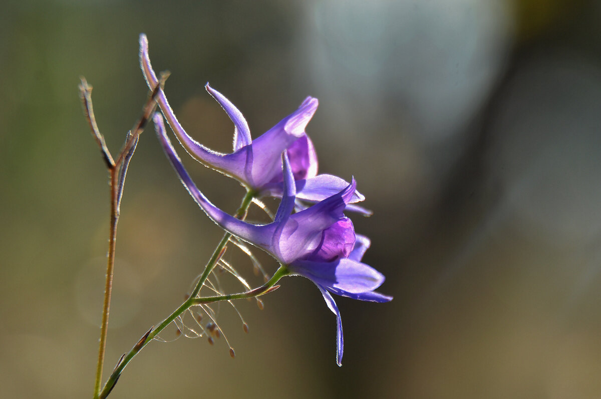 Дельфиниум живокость полевая - Надежда Куркина Дельфиниум живокость полевая - Надежда Куркина