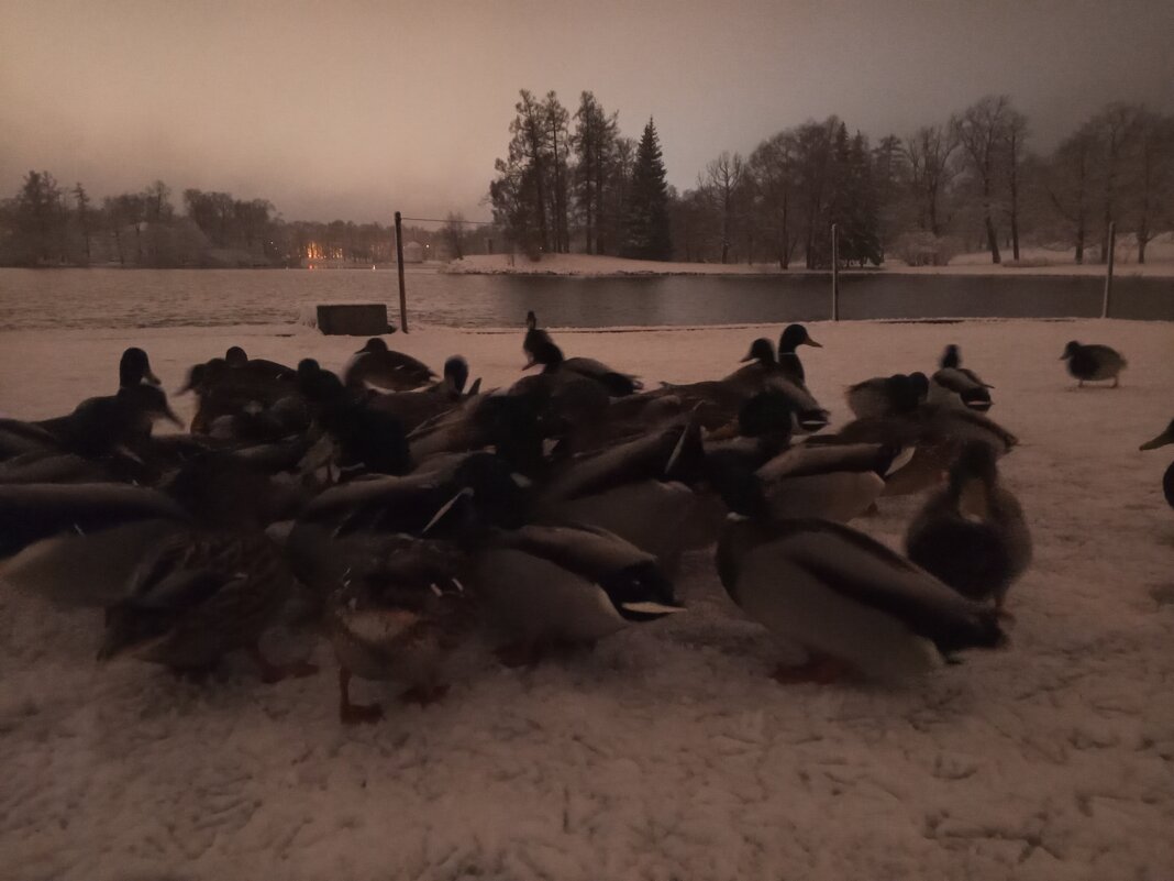 Утки - Сапсан 