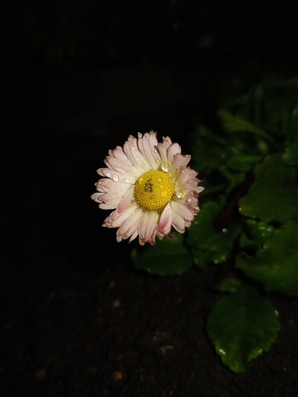 Астра - Сапсан 