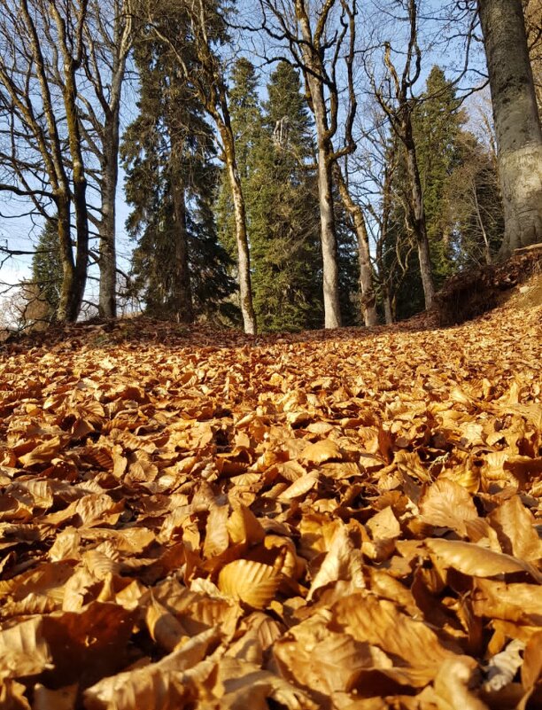 Абхазия - Tata Wolf