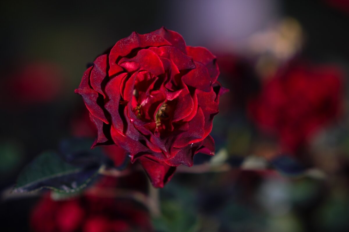 Зрелая черная роза. - Юрий Полторыхин. Зрелая черная роза. - Юрий Полторыхин.