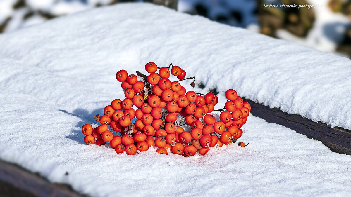 ... - Светлана Ищенко