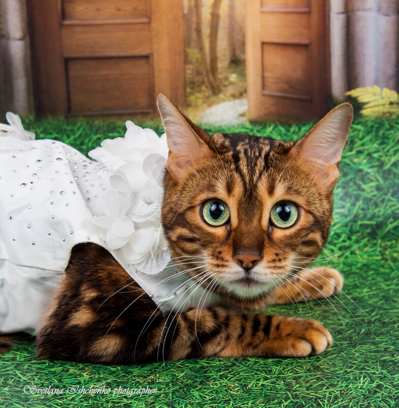 ... - Светлана Ищенко