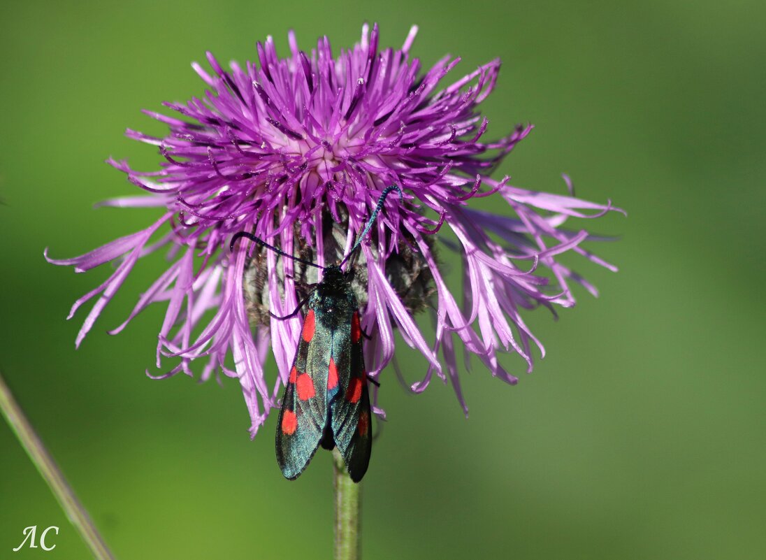 Пестрянка таволговая - Любовь Сахарова