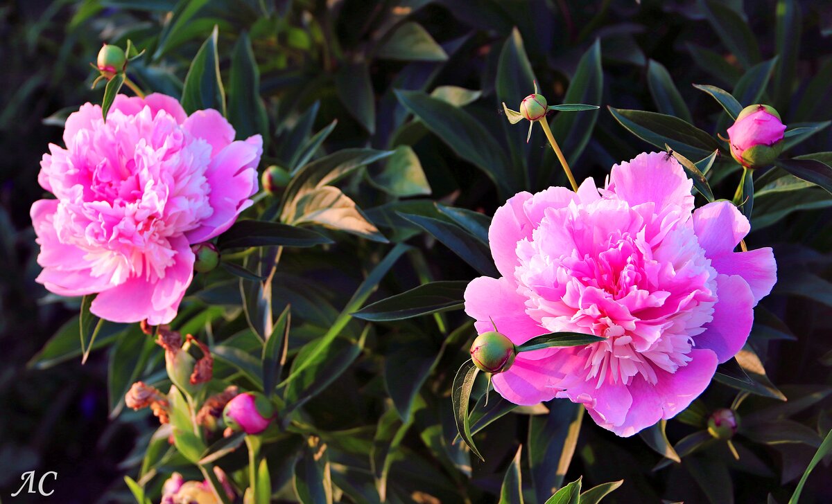 Пион молочноцветковый - Любовь Сахарова Пион молочноцветковый - Любовь Сахарова