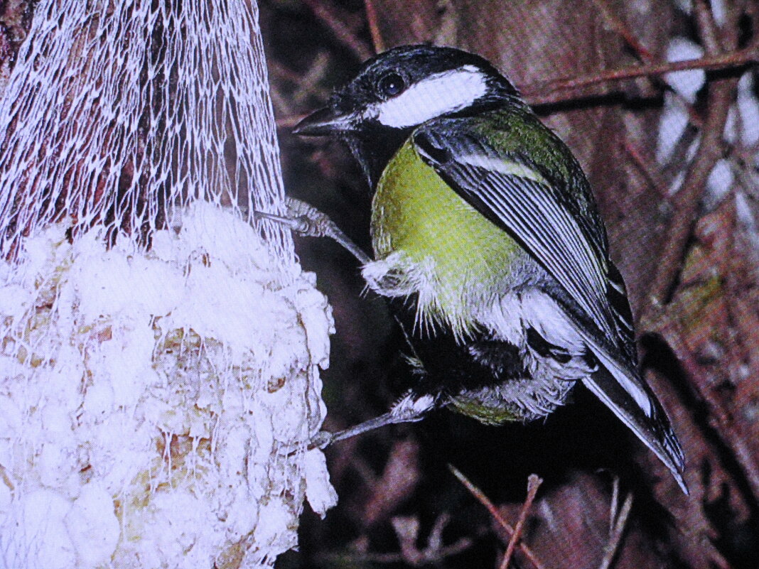 Любительница сала - Людмила Смородинская Любительница сала - Людмила Смородинская