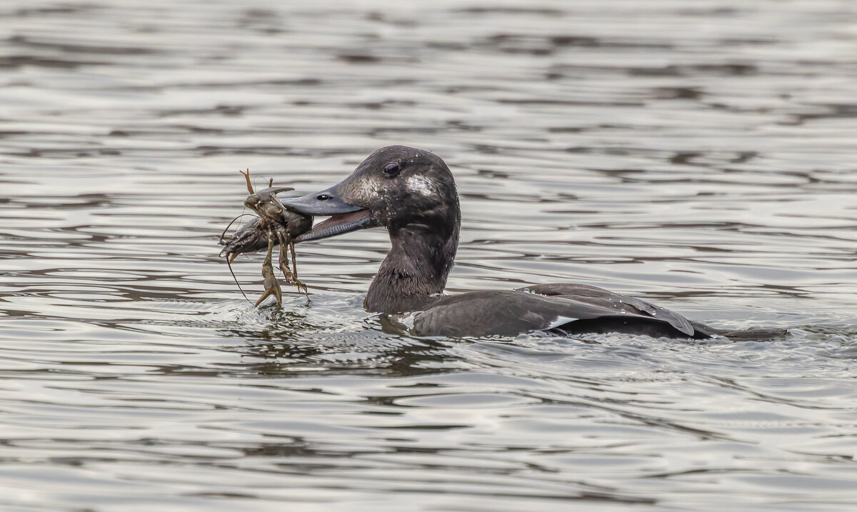 турпан. - юрий макаров