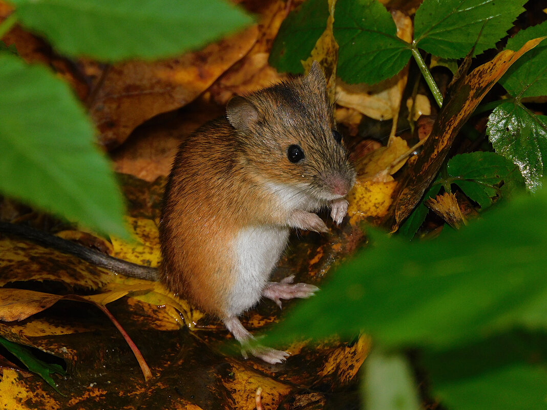Полевая мышь - Лина 