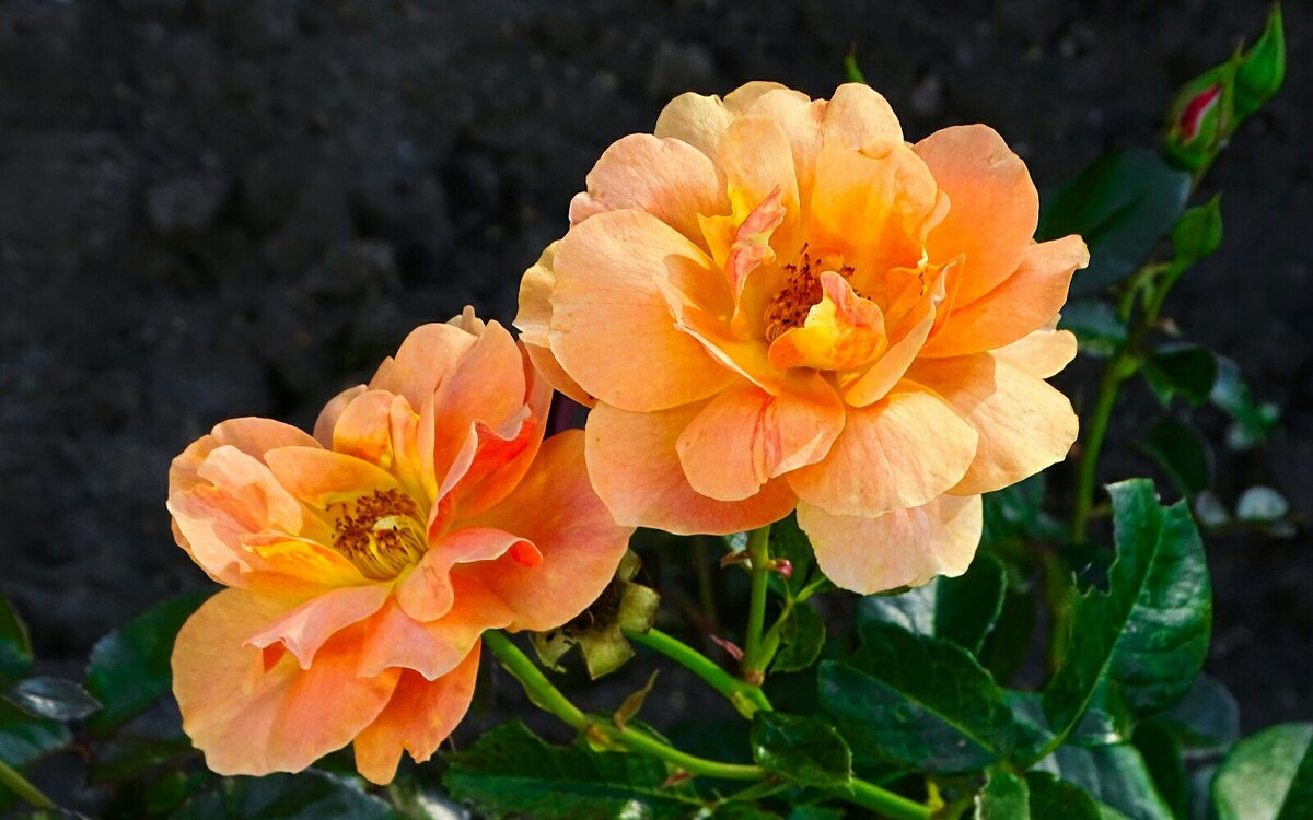 Зимой о цветах. - Милешкин Владимир Алексеевич Зимой о цветах. - Милешкин Владимир Алексеевич