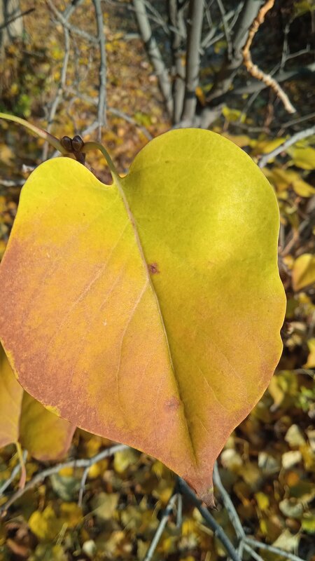 осенняя сирень - Елена Шаламова