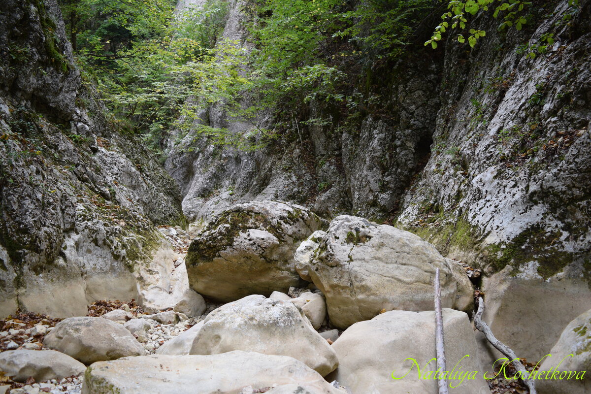 Природа Крыма - Amazing Cosmea Природа Крыма - Amazing Cosmea