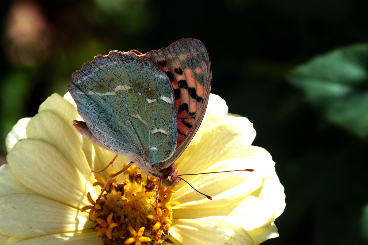 Бабочка на цветке - Валентин Семчишин Бабочка на цветке - Валентин Семчишин
