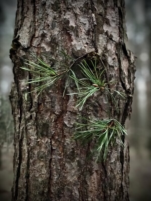 Сосенка. - Любовь 