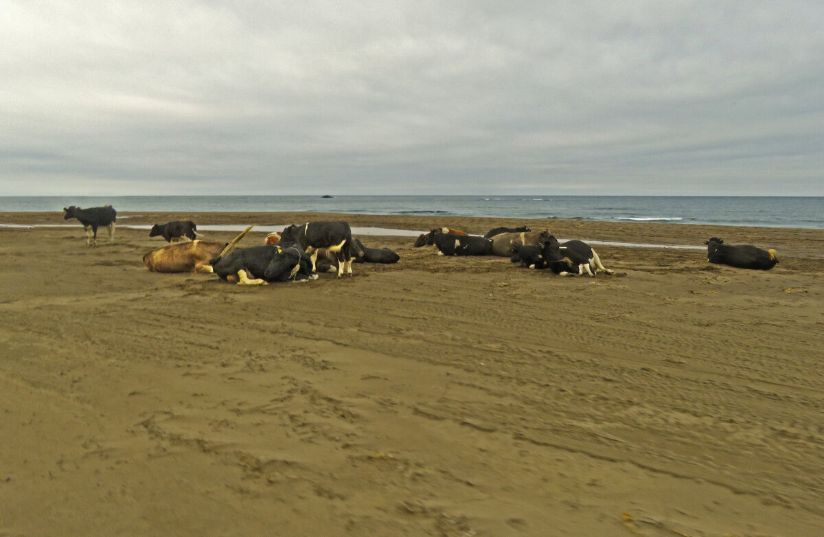 Сахалинская пастораль - ИРЭН@ .