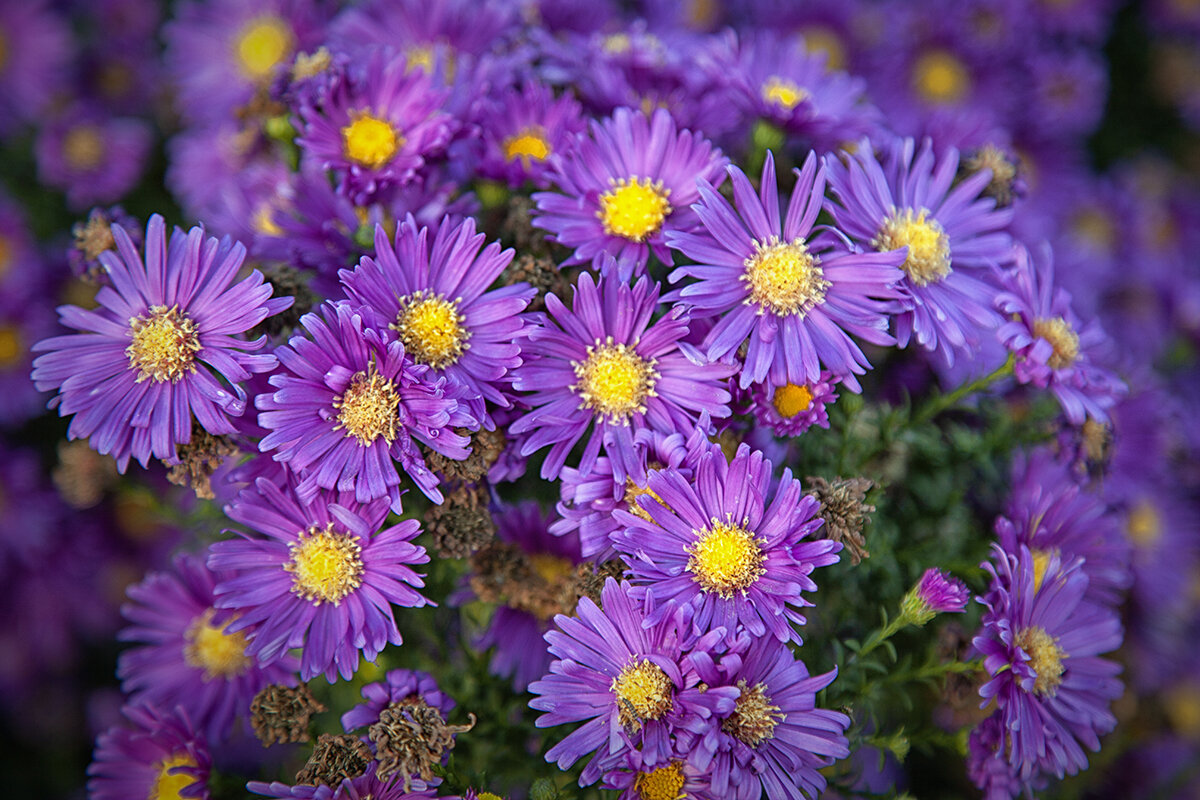 Октябрьские октябринки. - Лилия * Октябрьские октябринки. - Лилия *