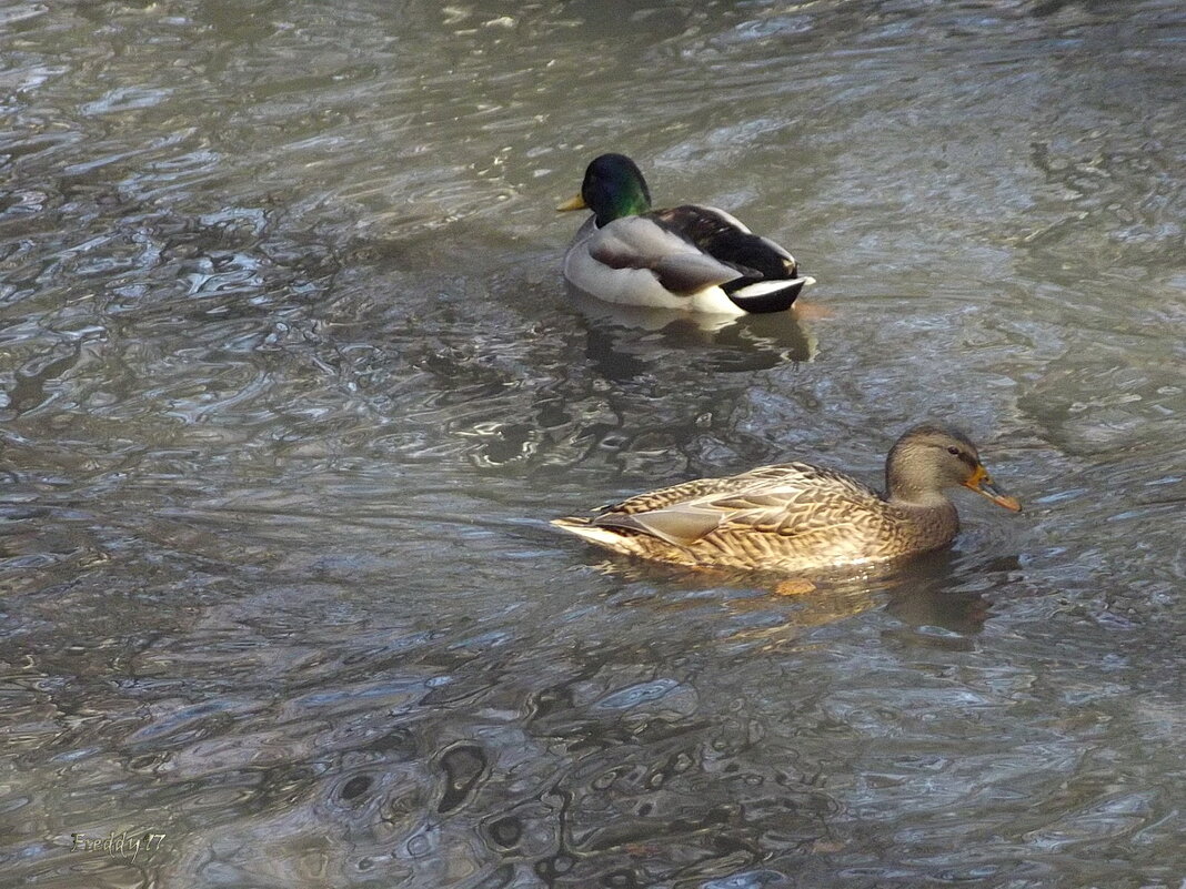 Не сошлись характерами... - Freddy 97