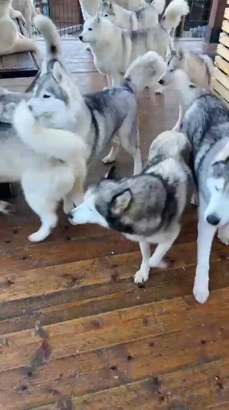 Хаски Хутор на Роза Хутор - Ирэн 