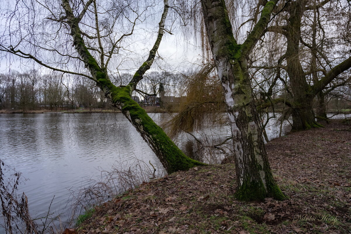 У склонённой берёзы... - Николай Гирш