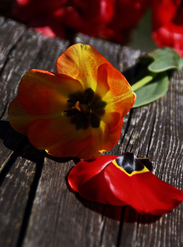 Тюльпаны - фавориты весны... - Татьян@ Ивановна Тюльпаны - фавориты весны... - Татьян@ Ивановна