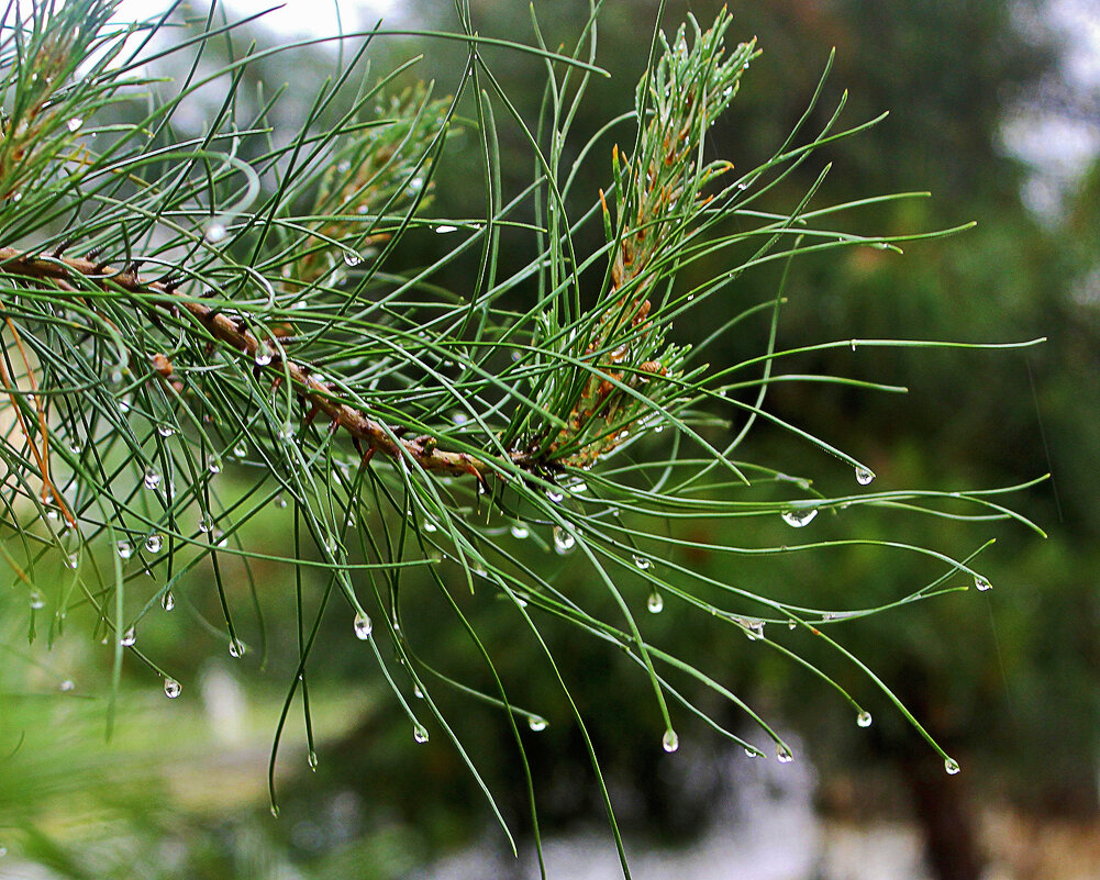 Рассыпался бисер по веткам... - Светлана Рассыпался бисер по веткам... - Светлана