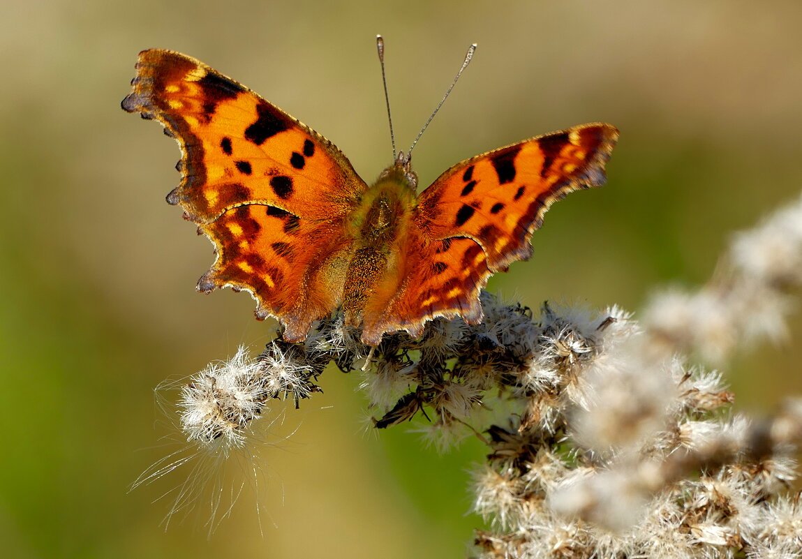 опять про бабочек...155 - Александр Прокудин опять про бабочек...155 - Александр Прокудин