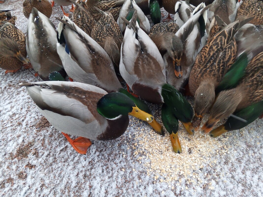 Утки - Сапсан 