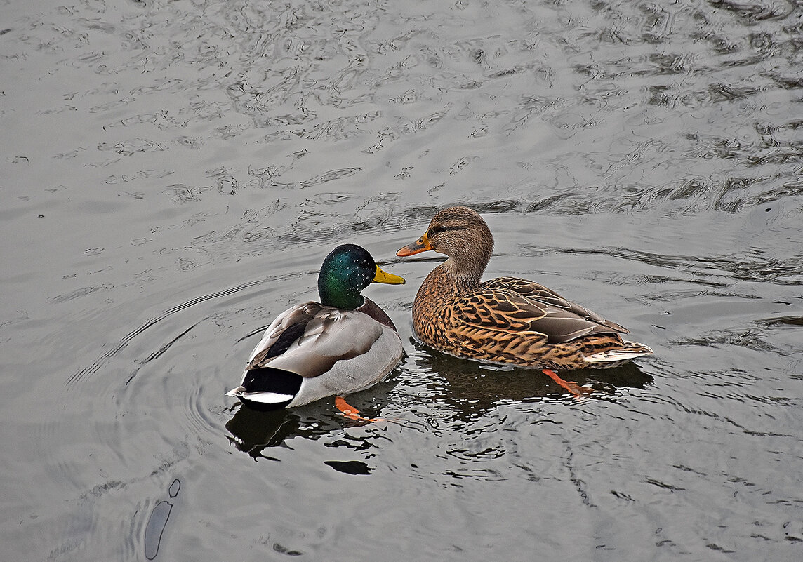 Какой ты смешной! - Валентина Нефёдова Какой ты смешной! - Валентина Нефёдова