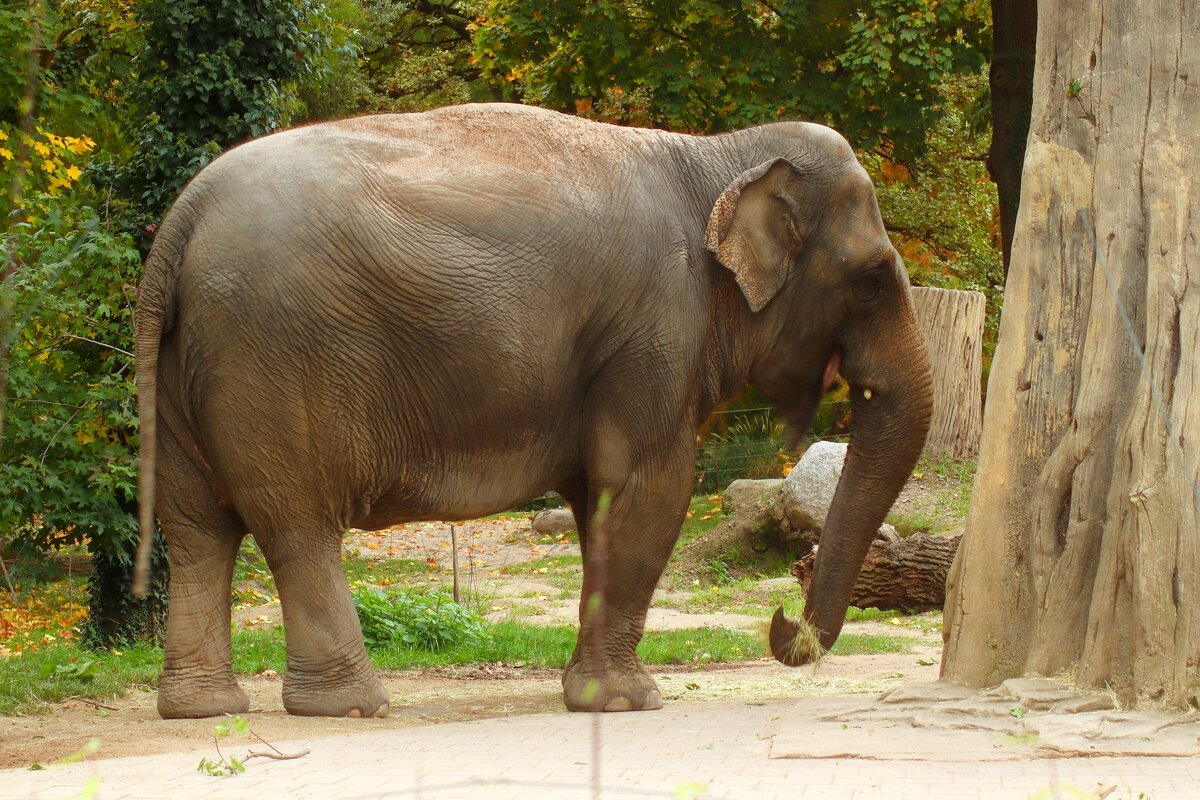 Добрый слон - Юрий. Шмаков