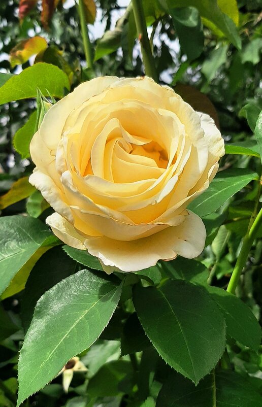 Роза желтая - Сергей Карачин