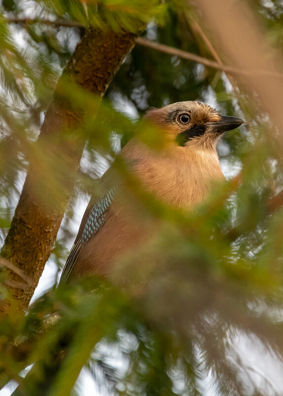 Сойка - Владимир Лазарев