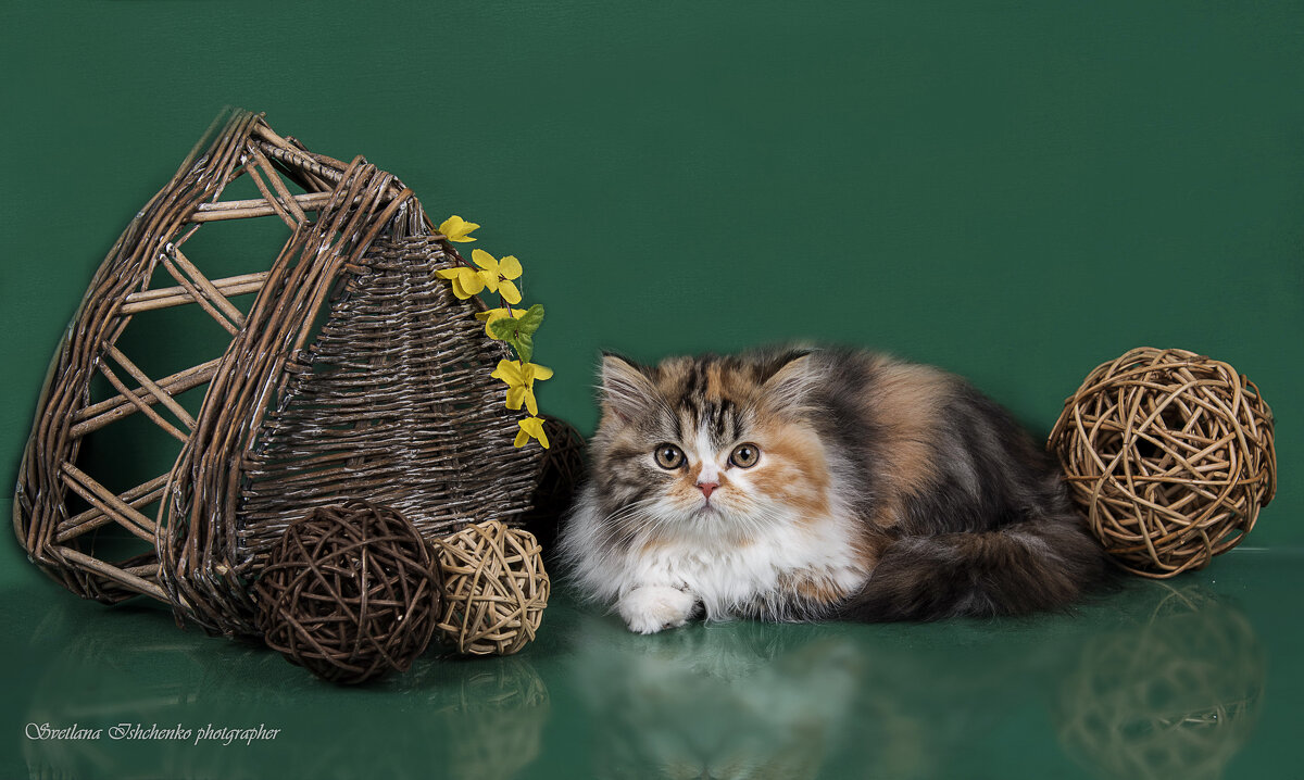 Красавица черепашка (хайленд-страйт) - Светлана Ищенко Красавица черепашка (хайленд-страйт) - Светлана Ищенко