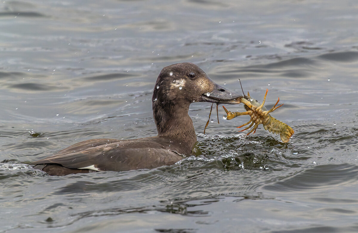 турпан. - юрий макаров