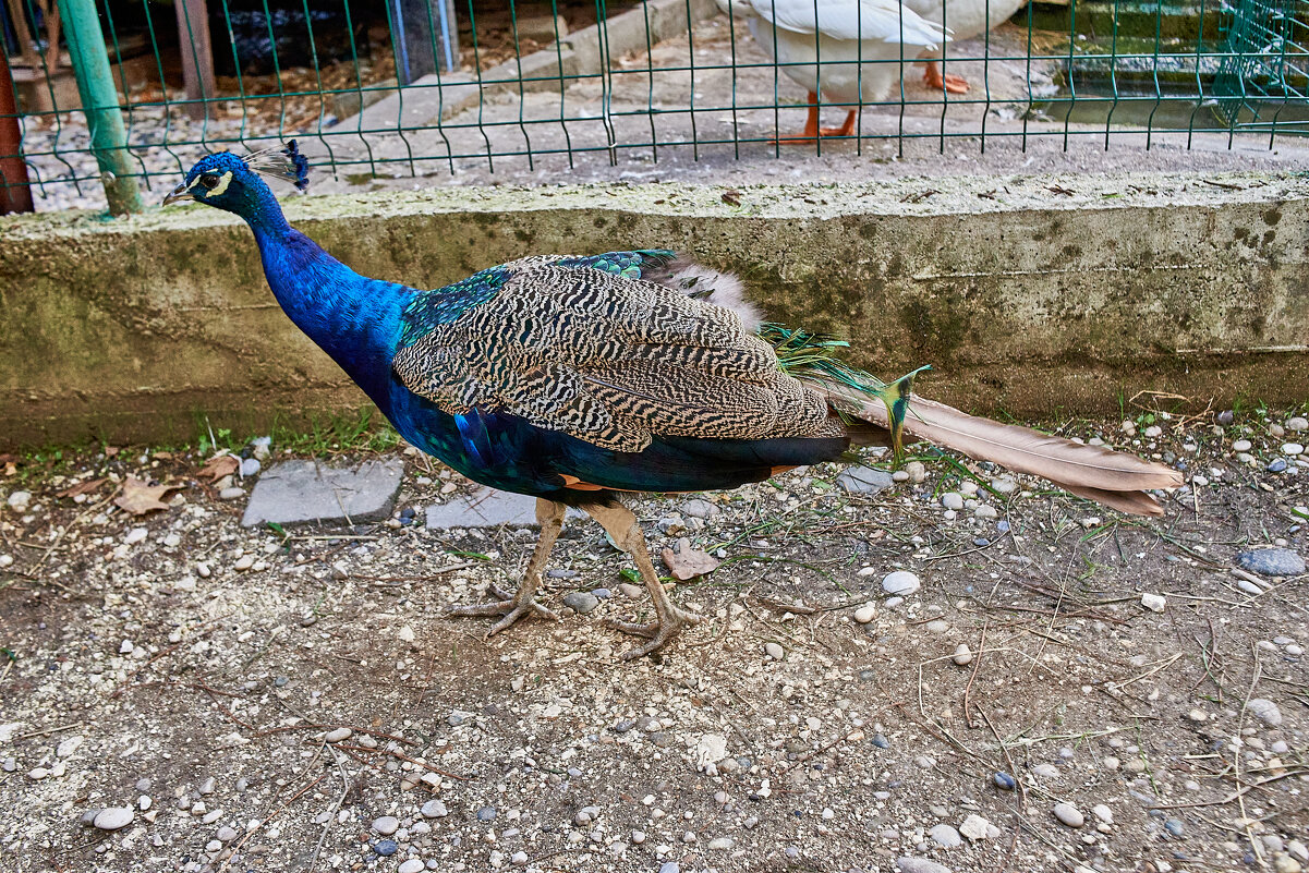 Павлин - Александр Леонов