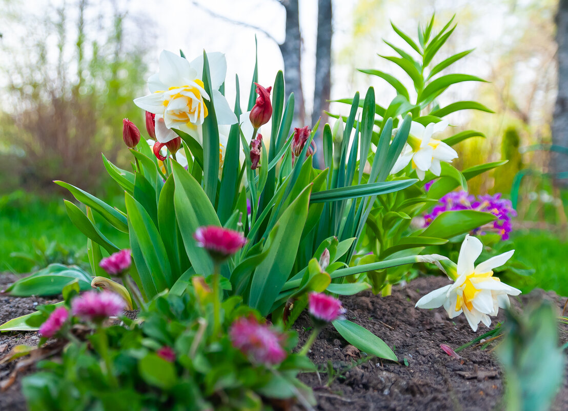 Цветы - Олег Загорулько