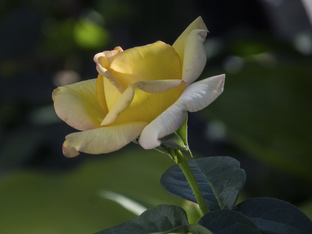 Бутон Глории Дей - Валентин Семчишин Бутон Глории Дей - Валентин Семчишин