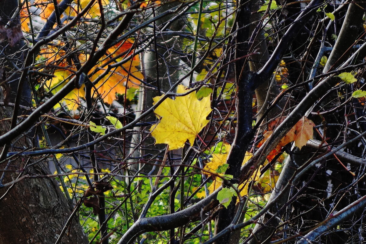 Ноябрьский этюд - Рита Симонова