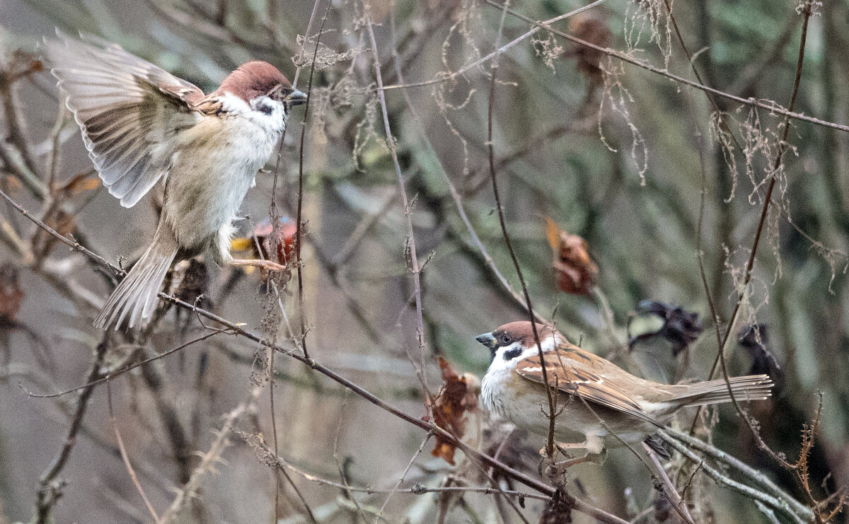 ** - Владимир Безбородов